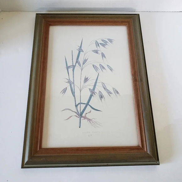 Framed Prints Of Wild Oats & Botanical Fern In  Green Frames Avena Fatua LIX. - Picture 4 of 6